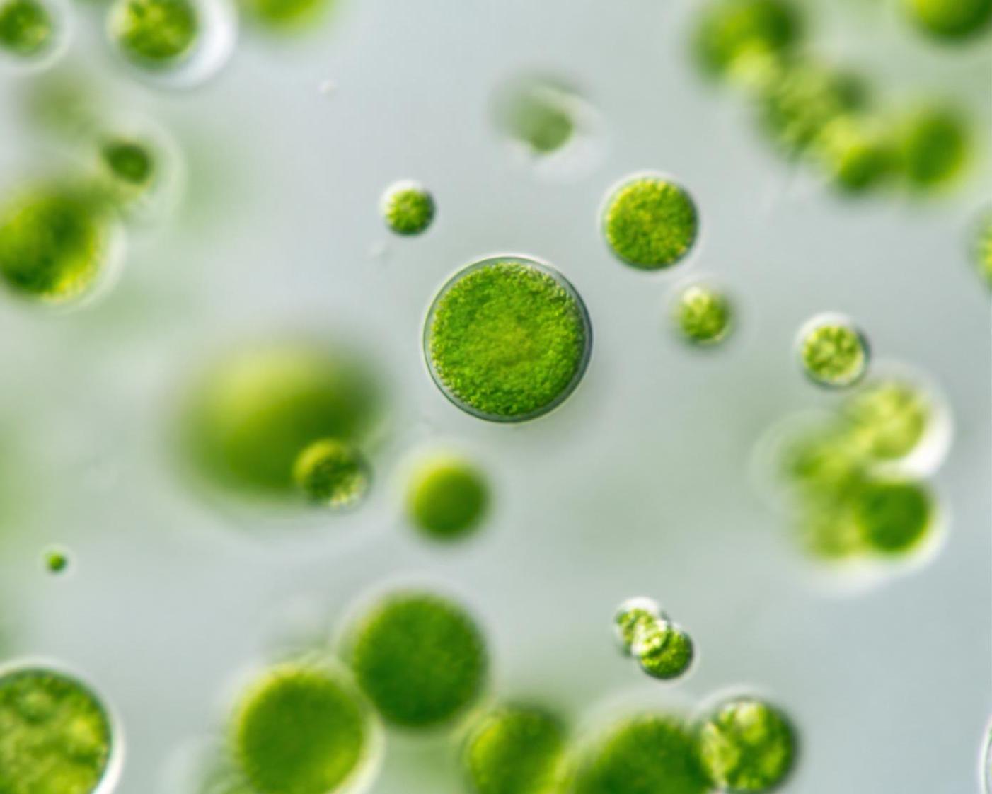 découvrez les bienfaits étonnants de la chlorella, un super-aliment naturel qui booste votre santé et votre bien-être au quotidien.