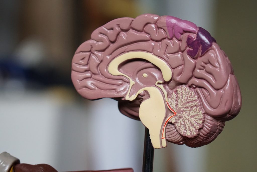 brown brain decor in selective-focus photography