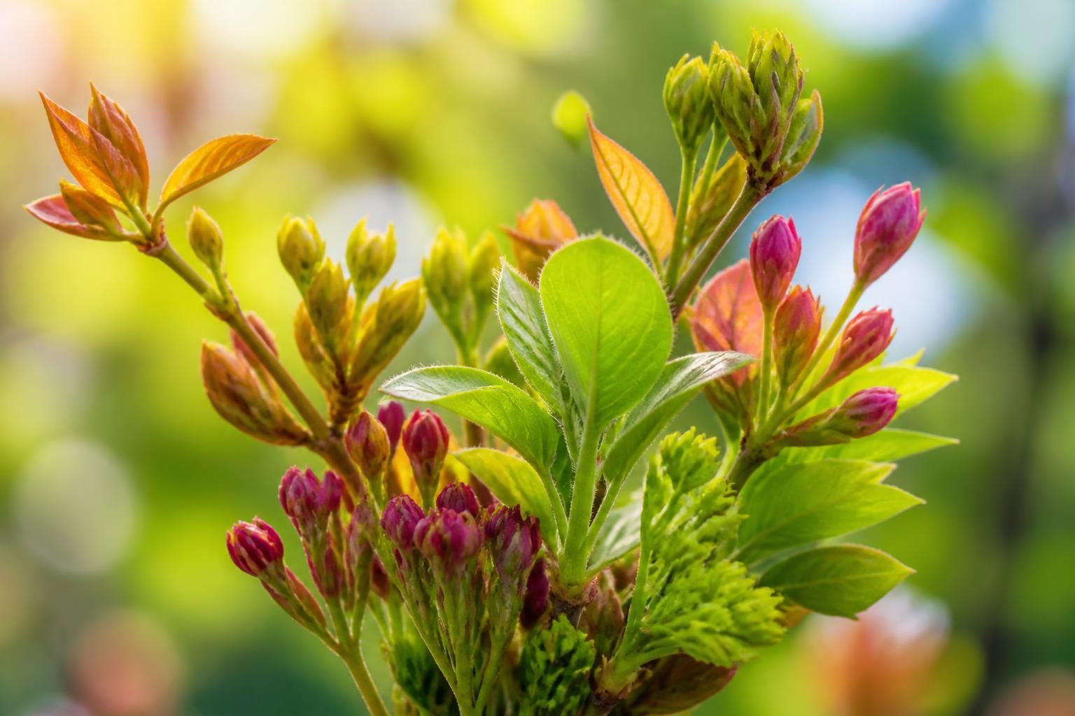 découvrez comment les bourgeons, véritables trésors naturels, peuvent renforcer votre bien-être au quotidien grâce à leurs bienfaits exceptionnels pour la santé.