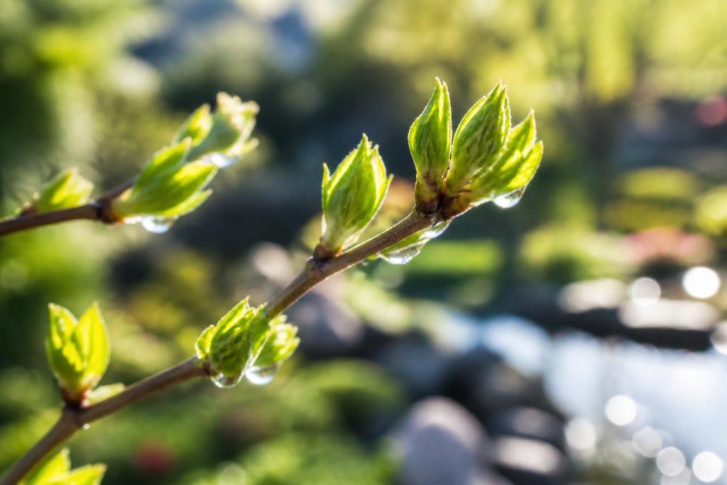 découvrez comment les bourgeons, véritables trésors naturels, peuvent améliorer votre bien-être au quotidien grâce à leurs propriétés revitalisantes et apaisantes.