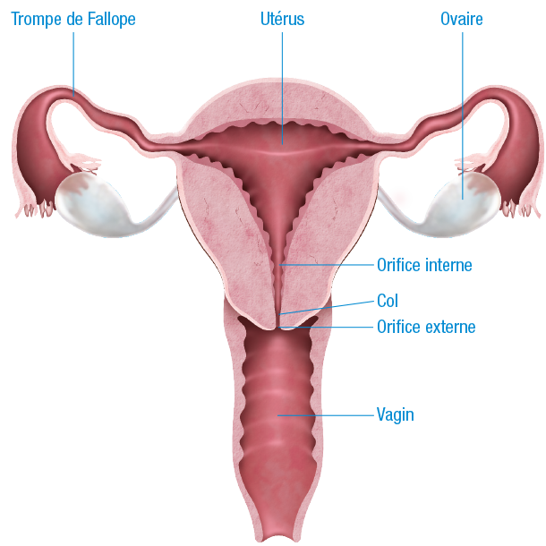 illustration appareil genital par action fibrome