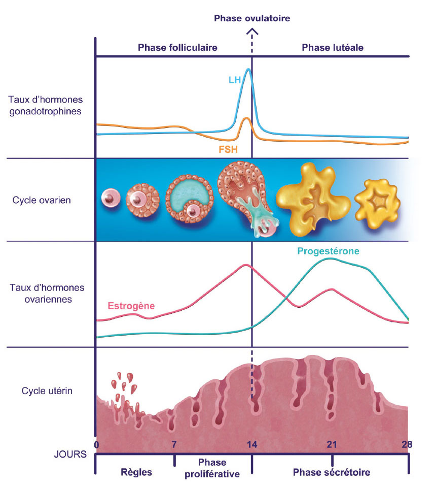 schéma du cycle féminin action fibrome